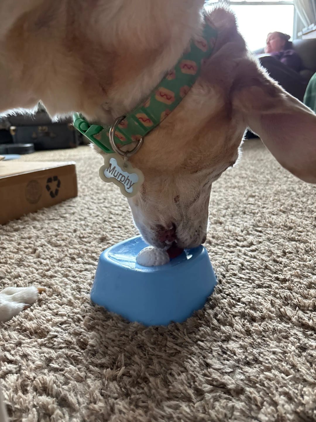 Customer photo review of COMEDERO PARA MASCOTAS