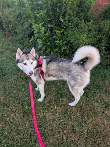 Customer photo review of Harnais pour chien anti-traction Dog Trotter™