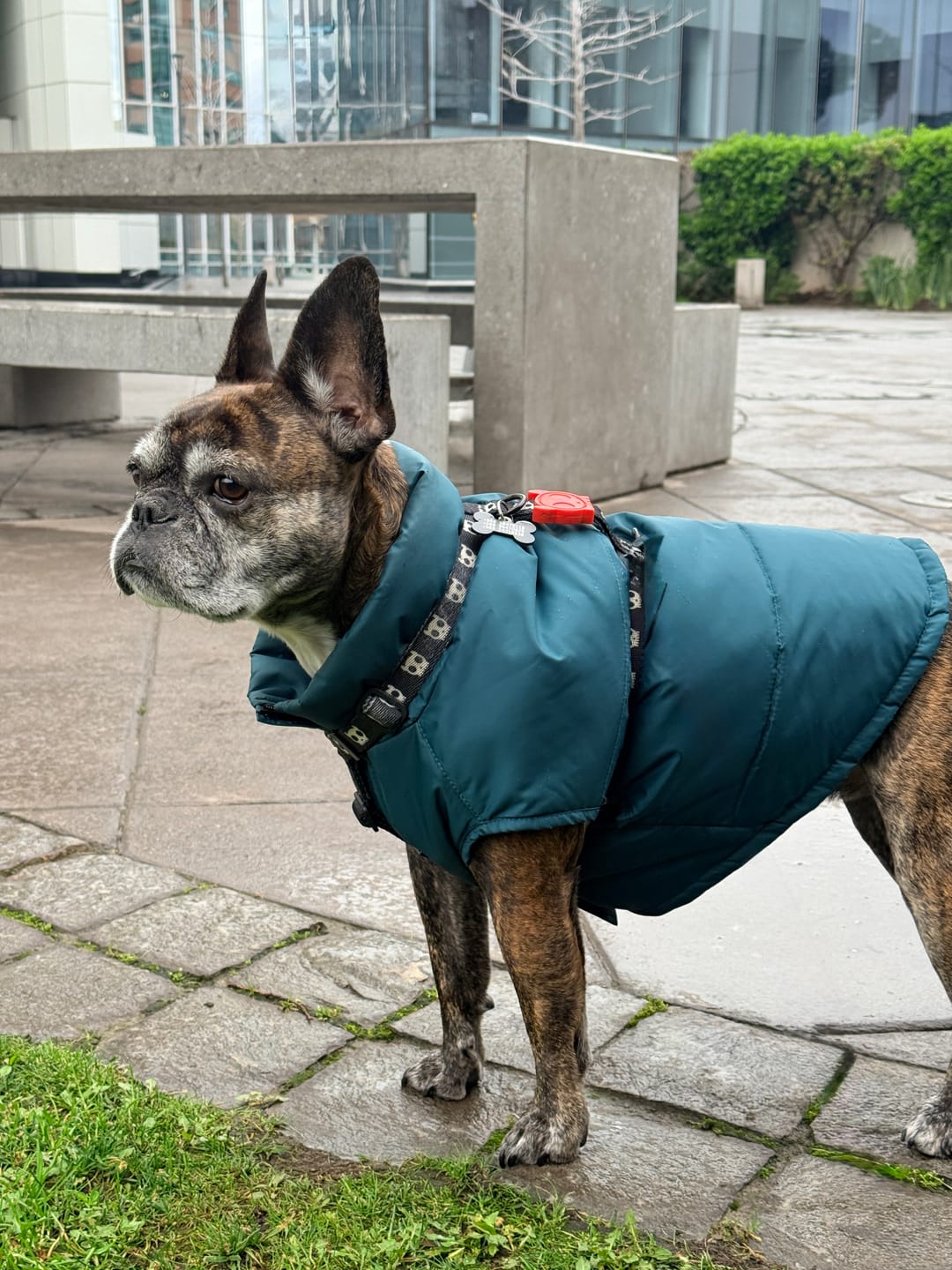 Customer photo review of Chaqueta Puffer Verde