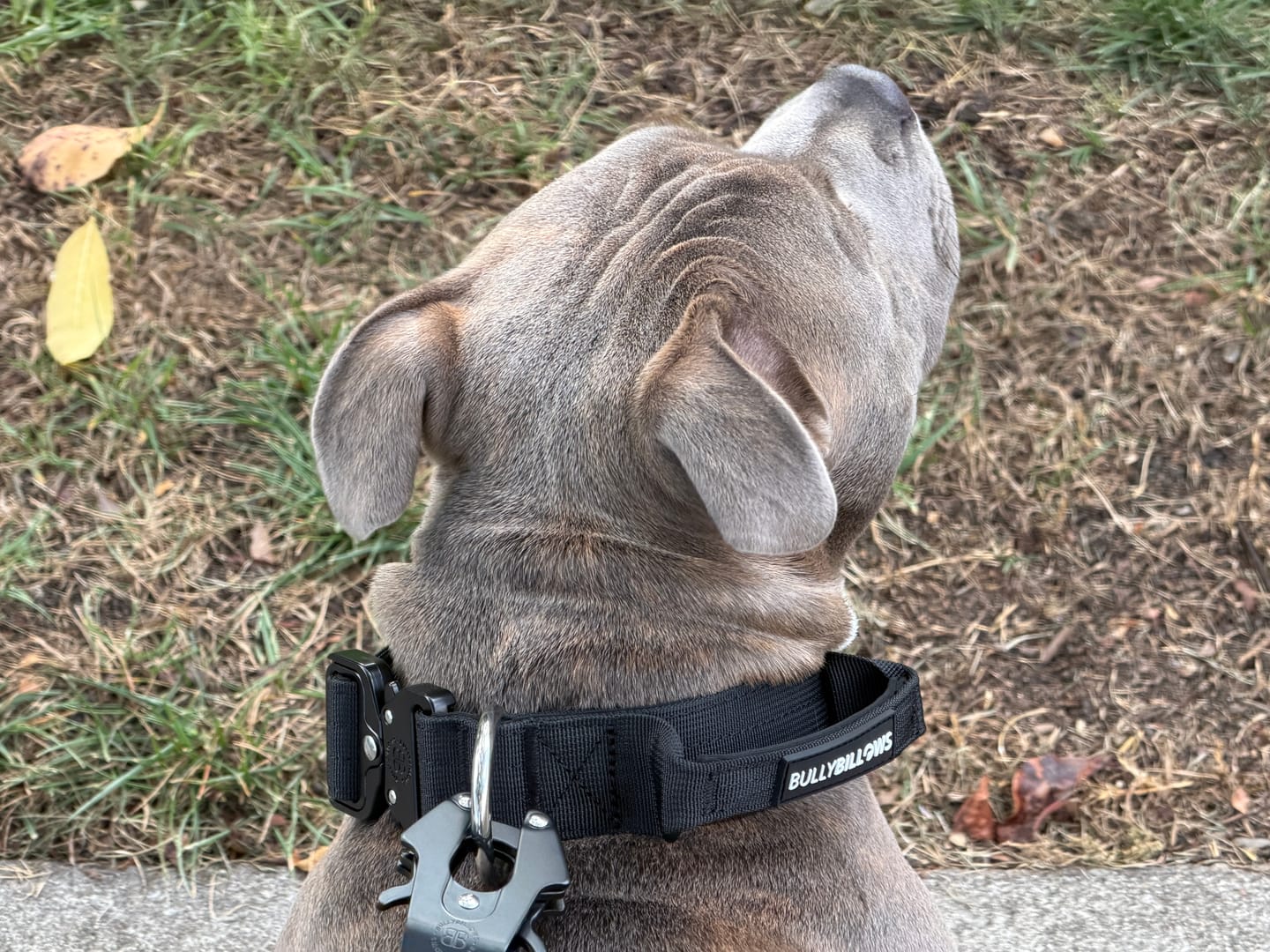 Customer photo review of 4cm Combat® Collar | With Handle & Secured Clip - Black
