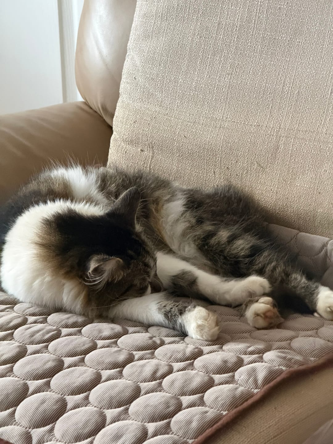 Customer photo review of The Ultimate Cooling Pet Mat