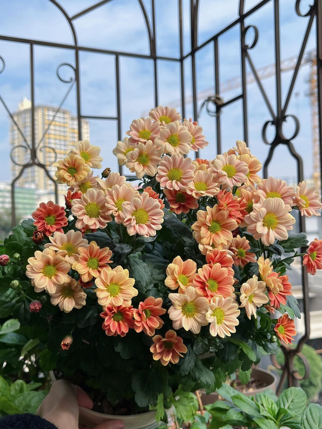 Customer photo review of FloraAcre Plantable Seed Calendar 2027