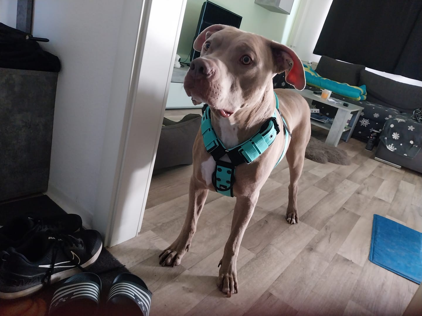 Customer photo review of Easy Walk Black Edition Mint - Sele med handtag