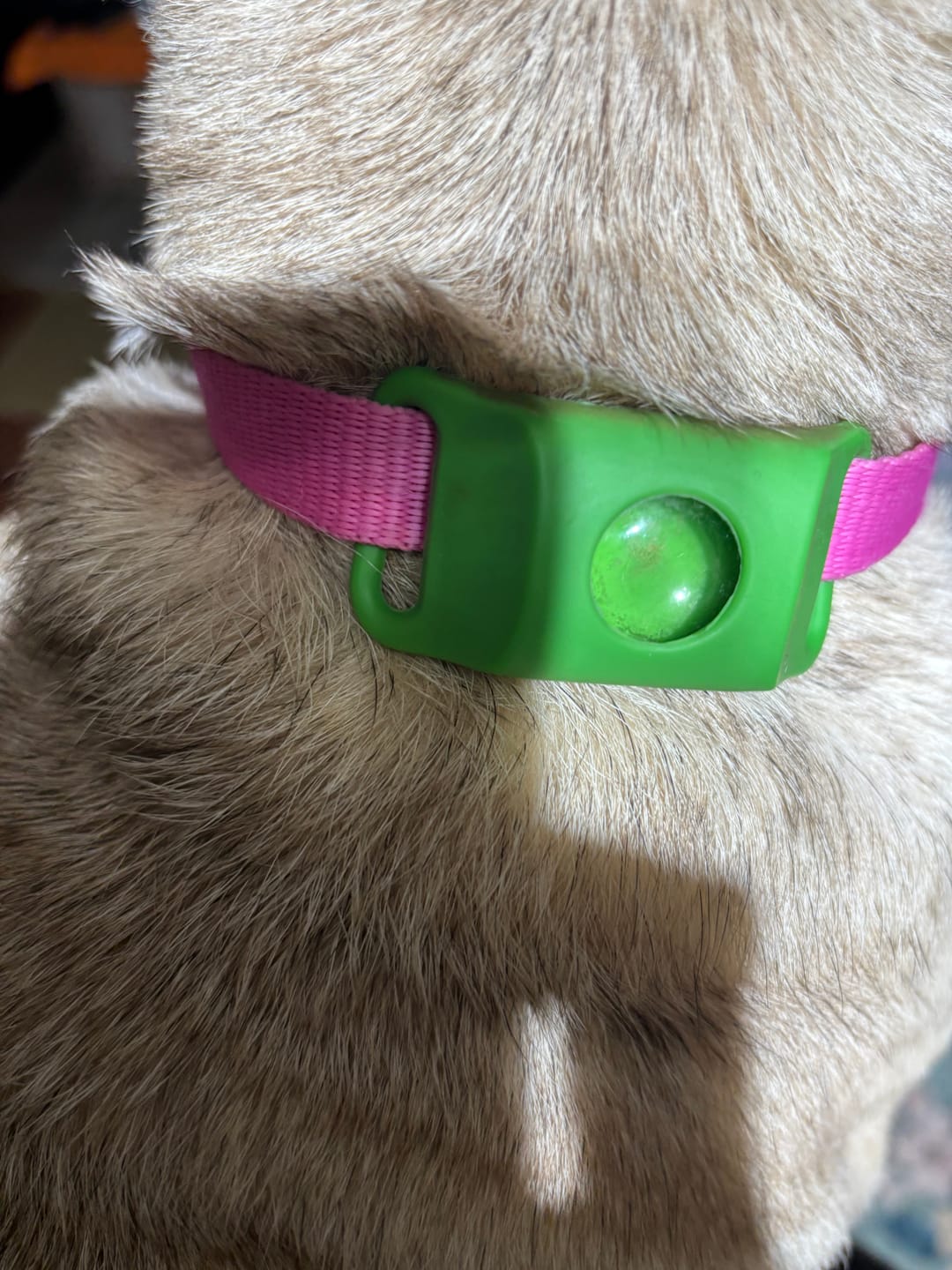Customer photo review of FurLife™ 12 Months Flea and Tick Free
