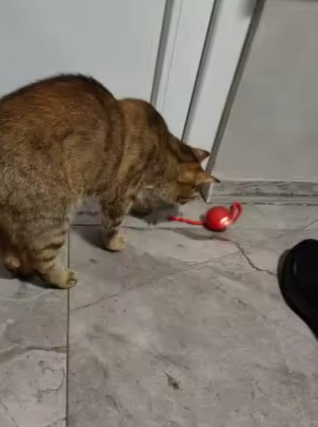 Customer photo review of Purrlyn Zoomie Ball