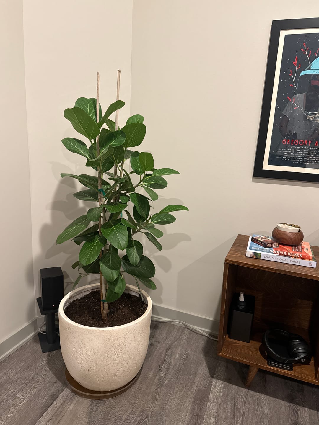 Customer photo review of Ficus Audrey Bush Form Column, Ficus Benghalensisis Bengal Fig