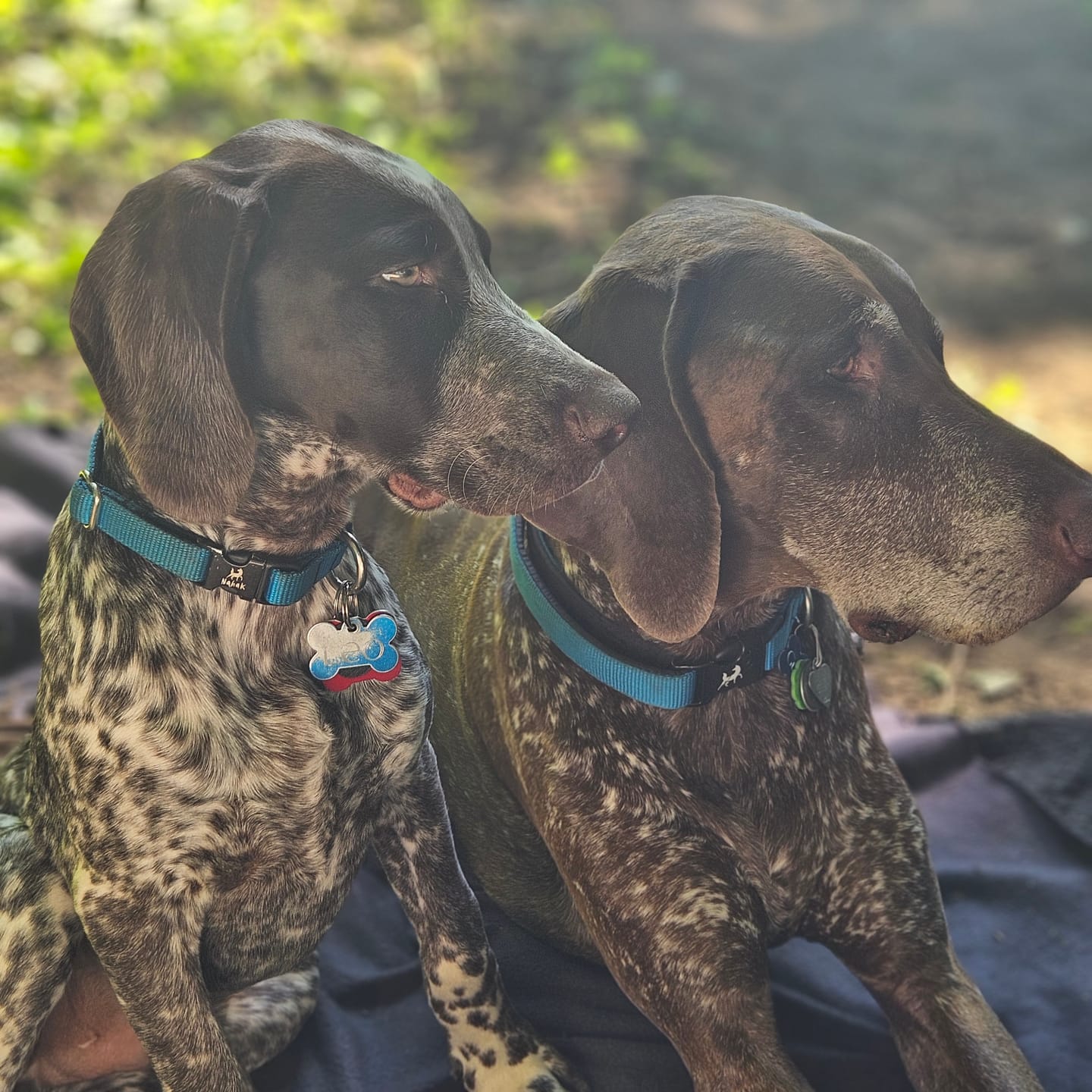 Customer photo review of Adored Beast - Gut Soothe Soutien digestif naturel pour animaux
