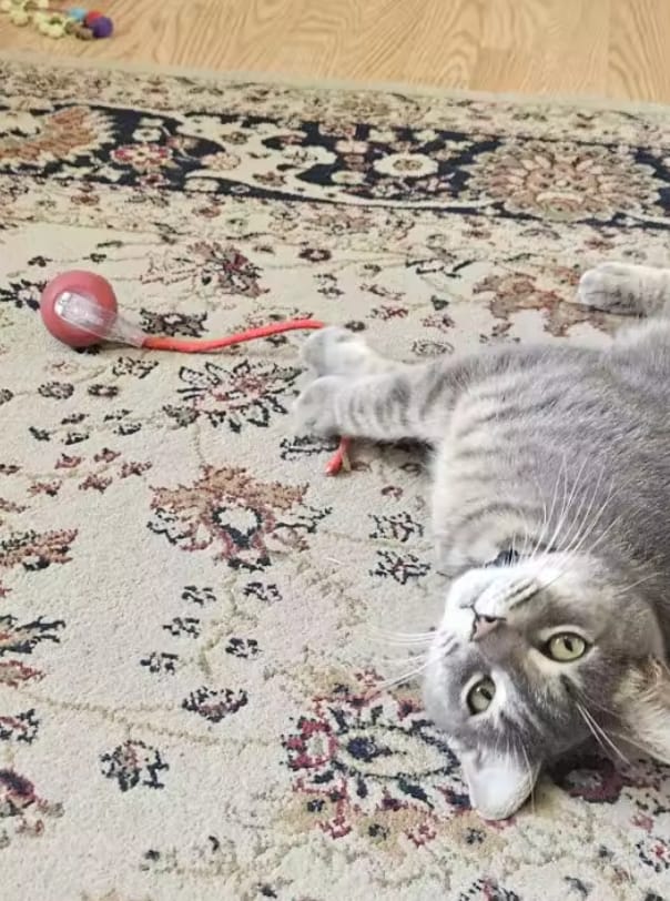 Customer photo review of Purrlyn Zoomie Ball