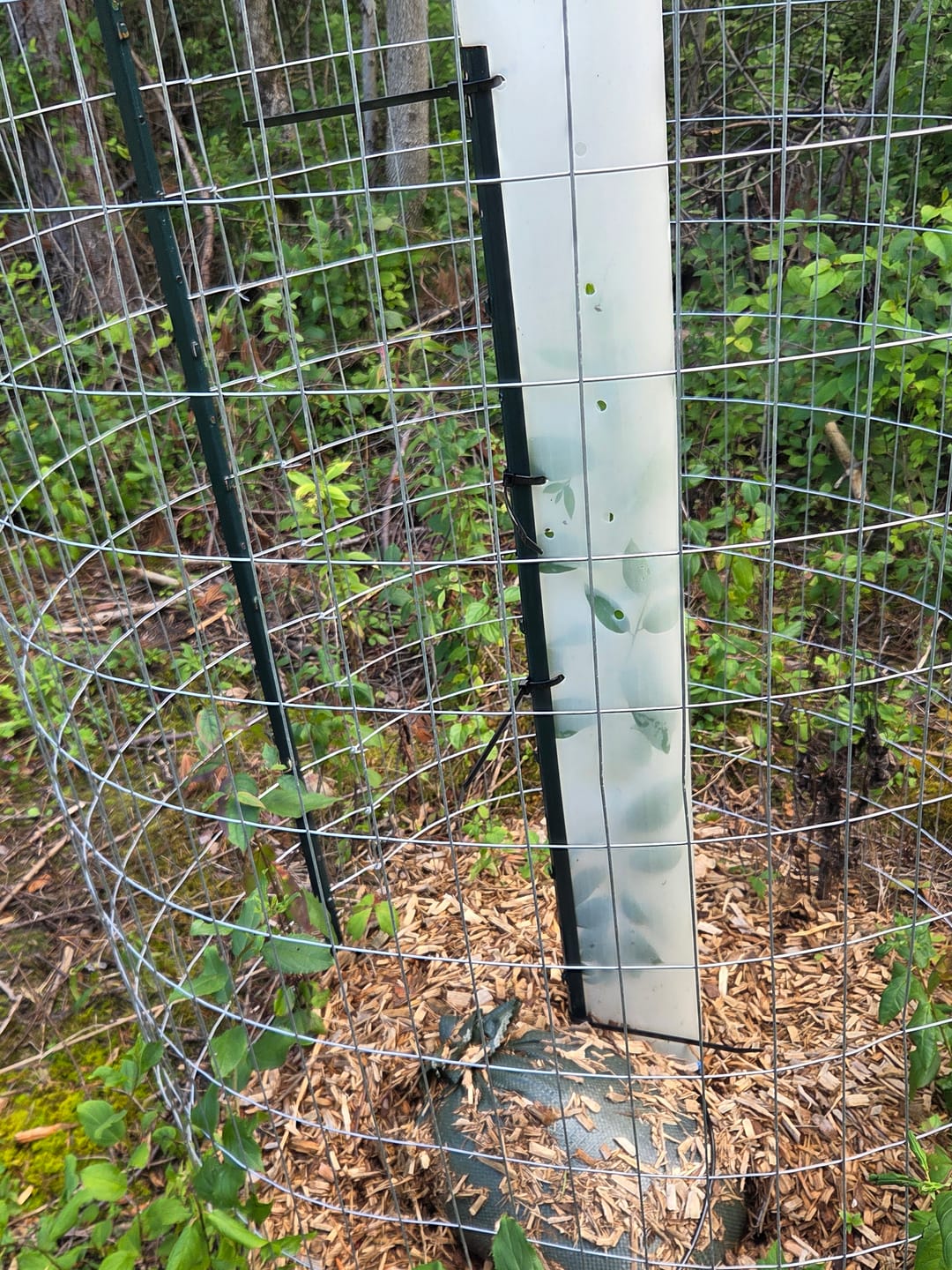 Customer photo review of Tree Pro Grow Tubes
