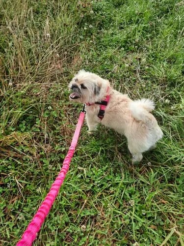 Customer photo review of Harnais pour chien anti-traction Dog Trotter™