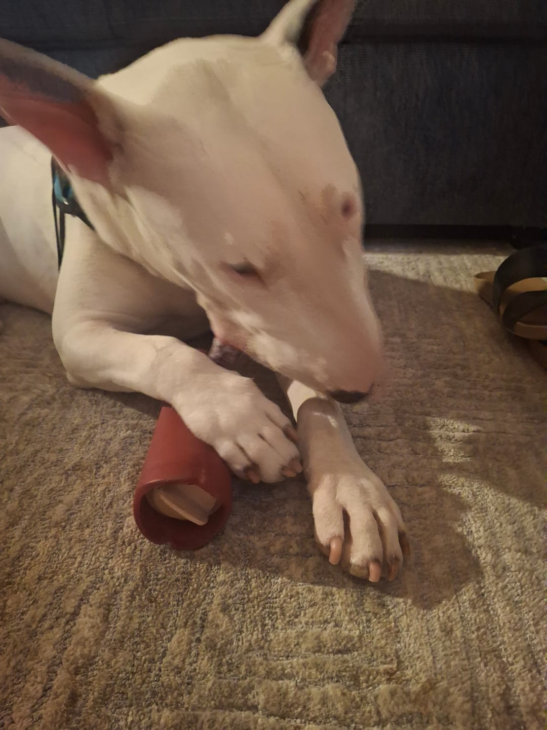 Customer photo review of 12 Inch Monster Bully Stick
