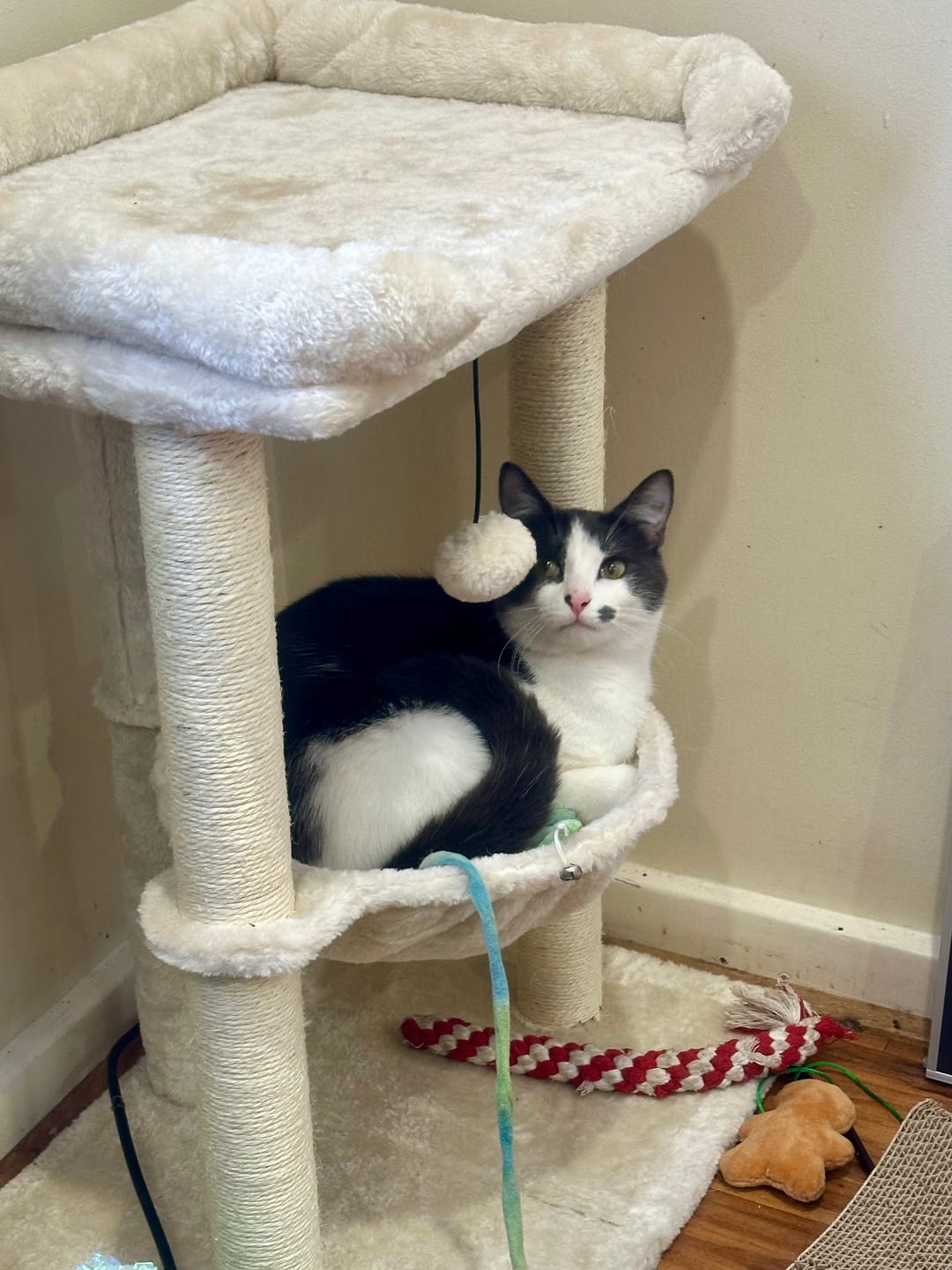 Customer photo review of Cat Tree Tower with Hammock Play Ball 6cm Sisal Post Large Perch Beige