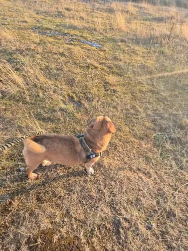 Customer photo review of Harnais pour chien anti-traction Dog Trotter™