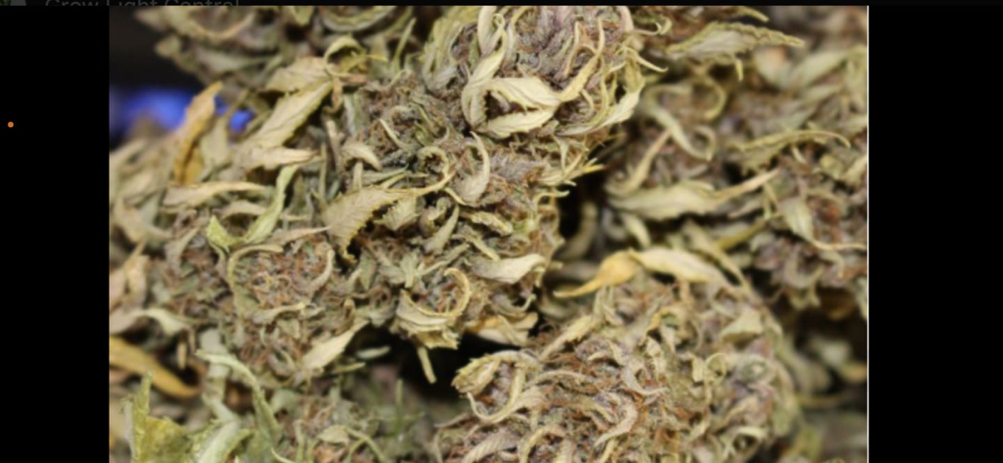 Customer photo review of Bulk THCA Flower Pounds