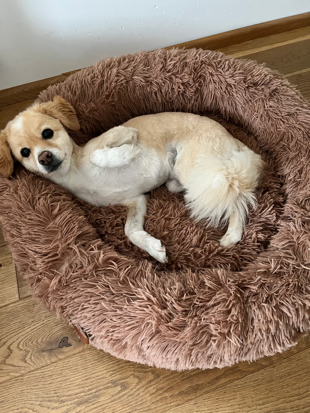 Customer photo review of Hundebett Fluffy Plus - Das Original