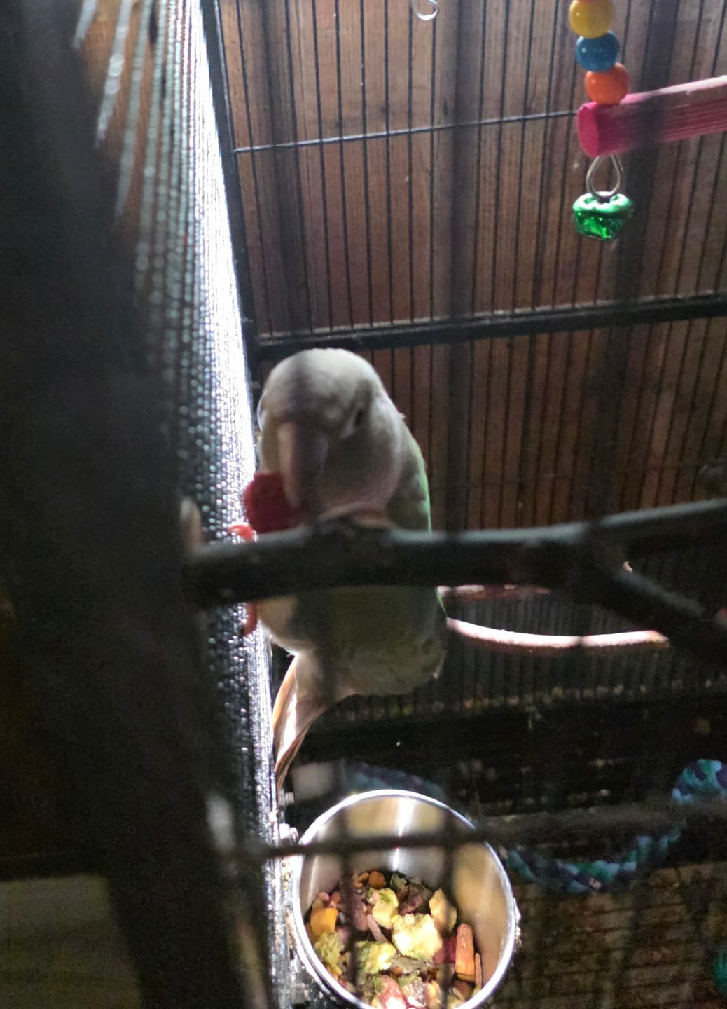 Customer photo review of Freeze Dried Bird Chop – Healthy Daily Food for Parakeets, Cockatiels & Parrots
