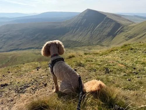 Customer photo review of Harnais pour chien anti-traction Dog Trotter™