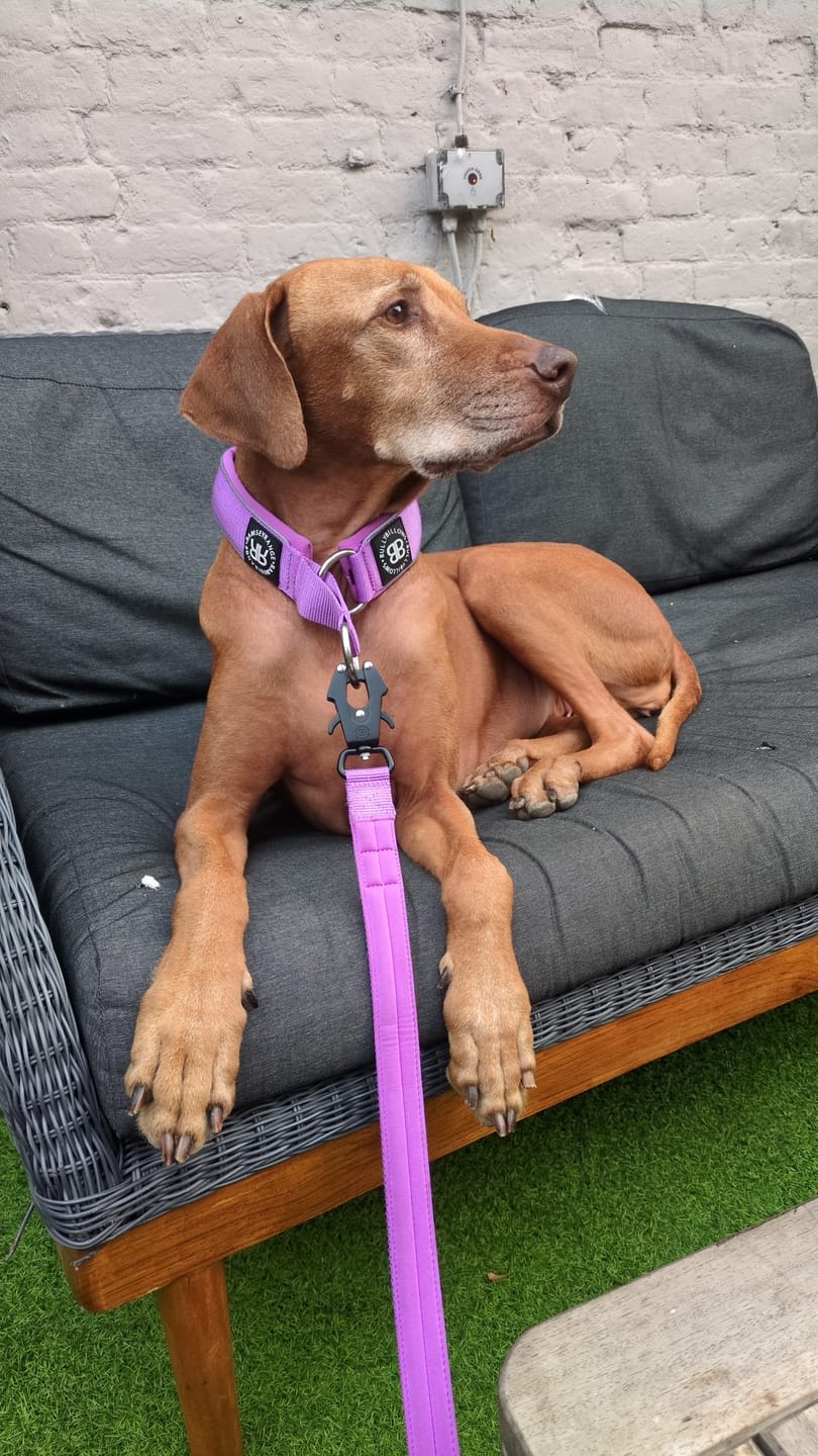 Customer photo review of 5cm Slip on Collar | Foam Padded - Pink