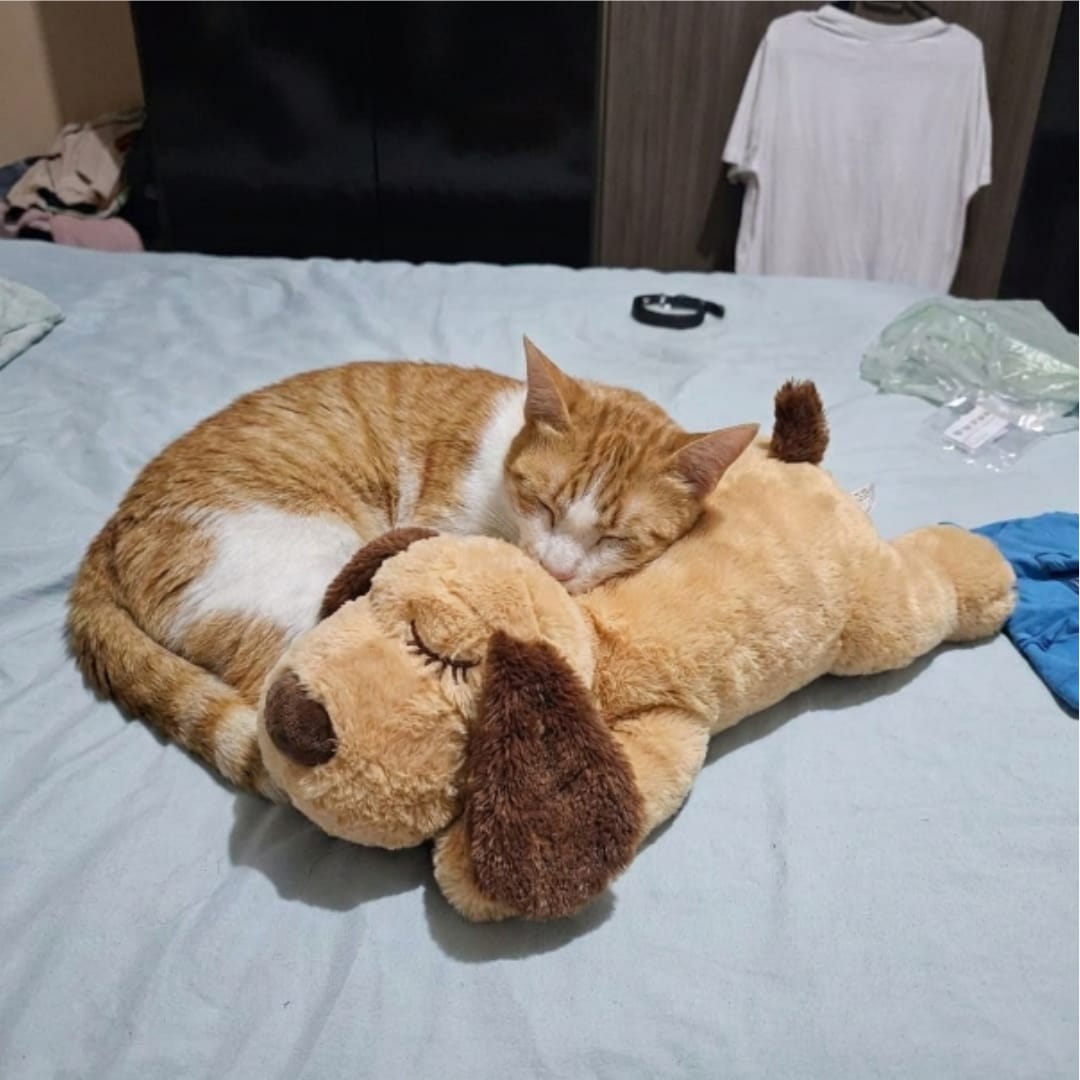 Customer photo review of Peluche con latidos para la ansiedad