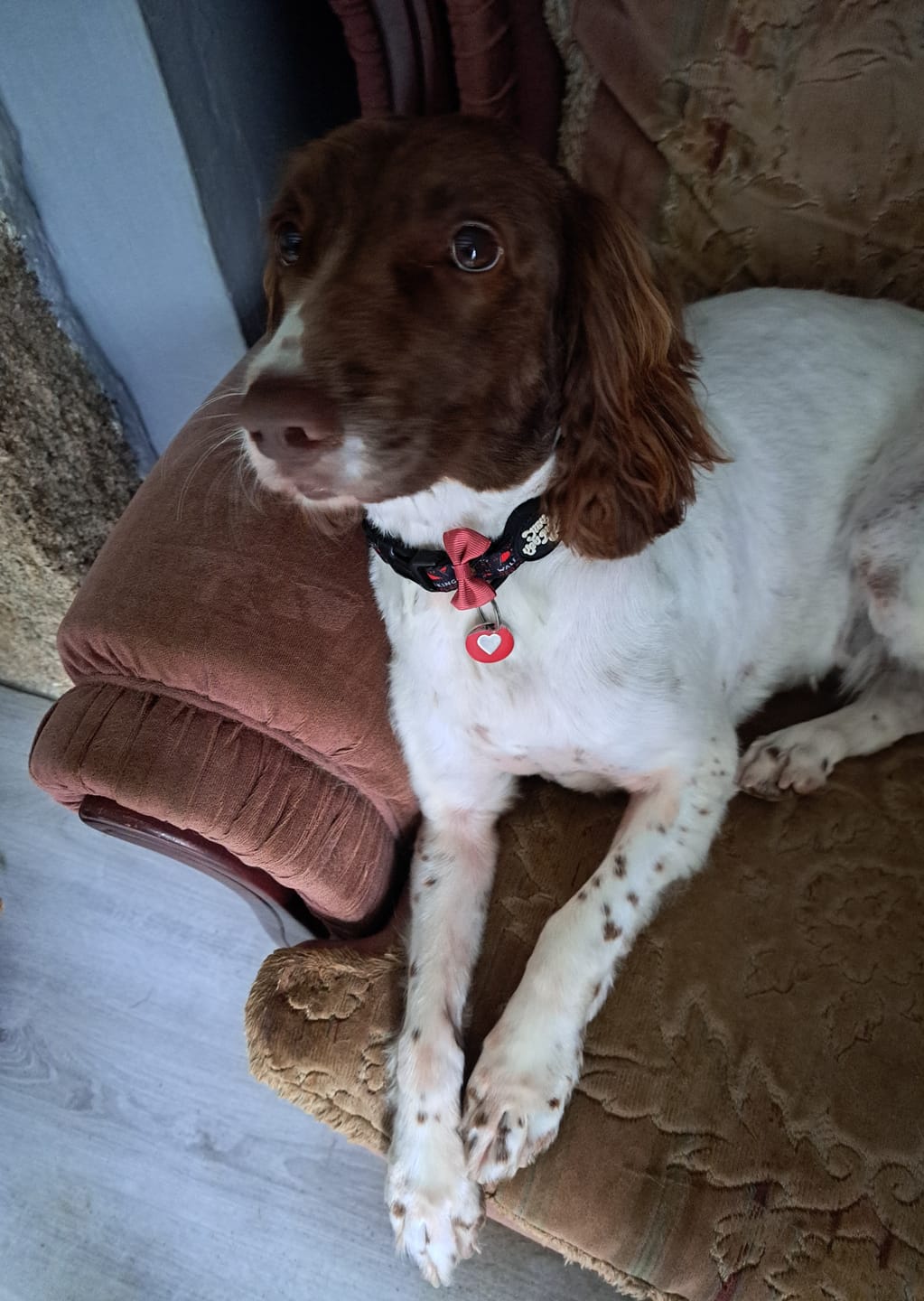 Customer photo review of Walking red flag collar