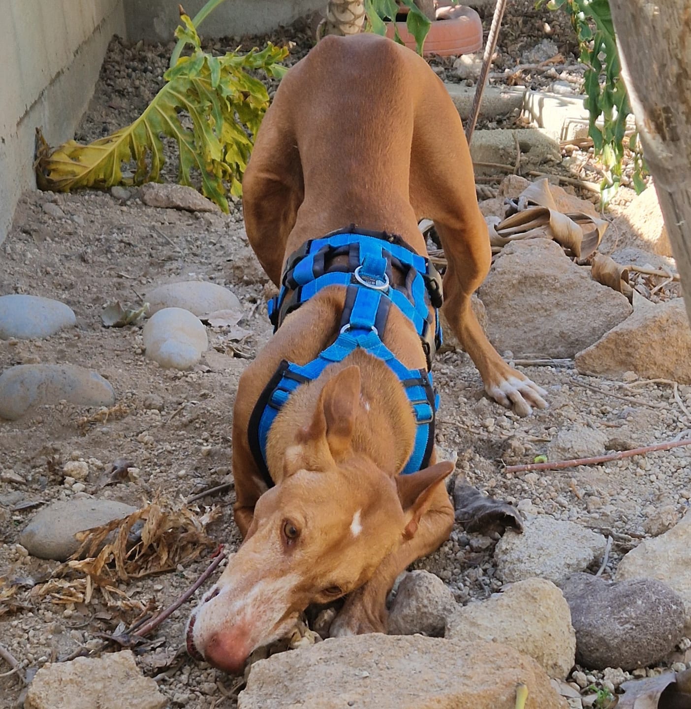 Customer photo review of Anny X Dog Harness SAFETY | No Escape