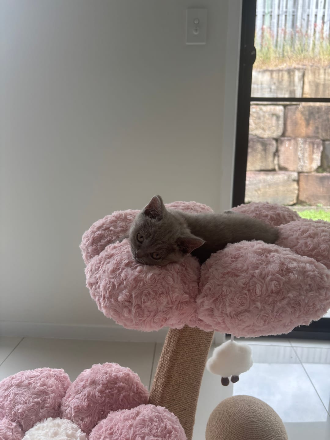 Customer photo review of Flower Series Cat Tree – 2 Platforms