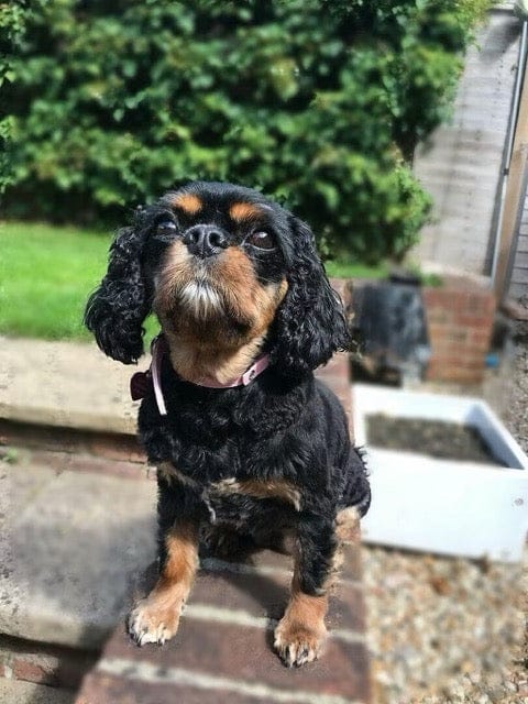 Customer photo review of Urinary Gold Pet Wellbeing Urinary Health for Dogs