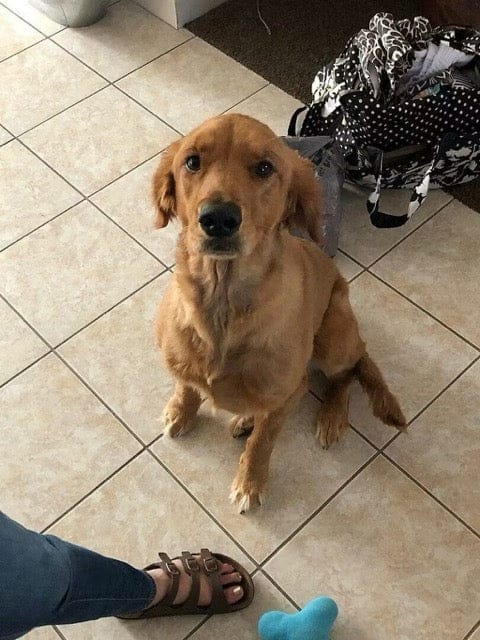 Customer photo review of Nutritional Supplement for Senior Dogs | Spark by Pet Wellbeing