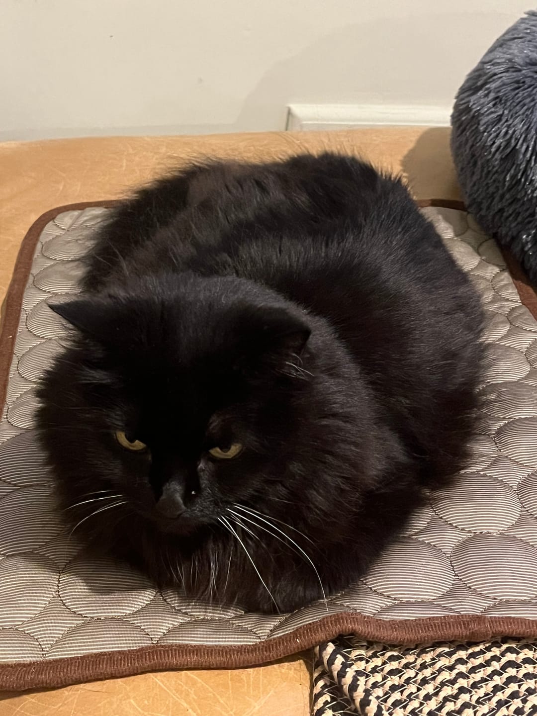 Customer photo review of The Ultimate Cooling Pet Mat