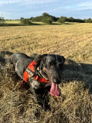 Customer photo review of Harnais pour chien anti-traction Dog Trotter™