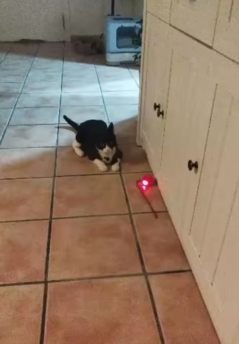 Customer photo review of Purrlyn Zoomie Ball