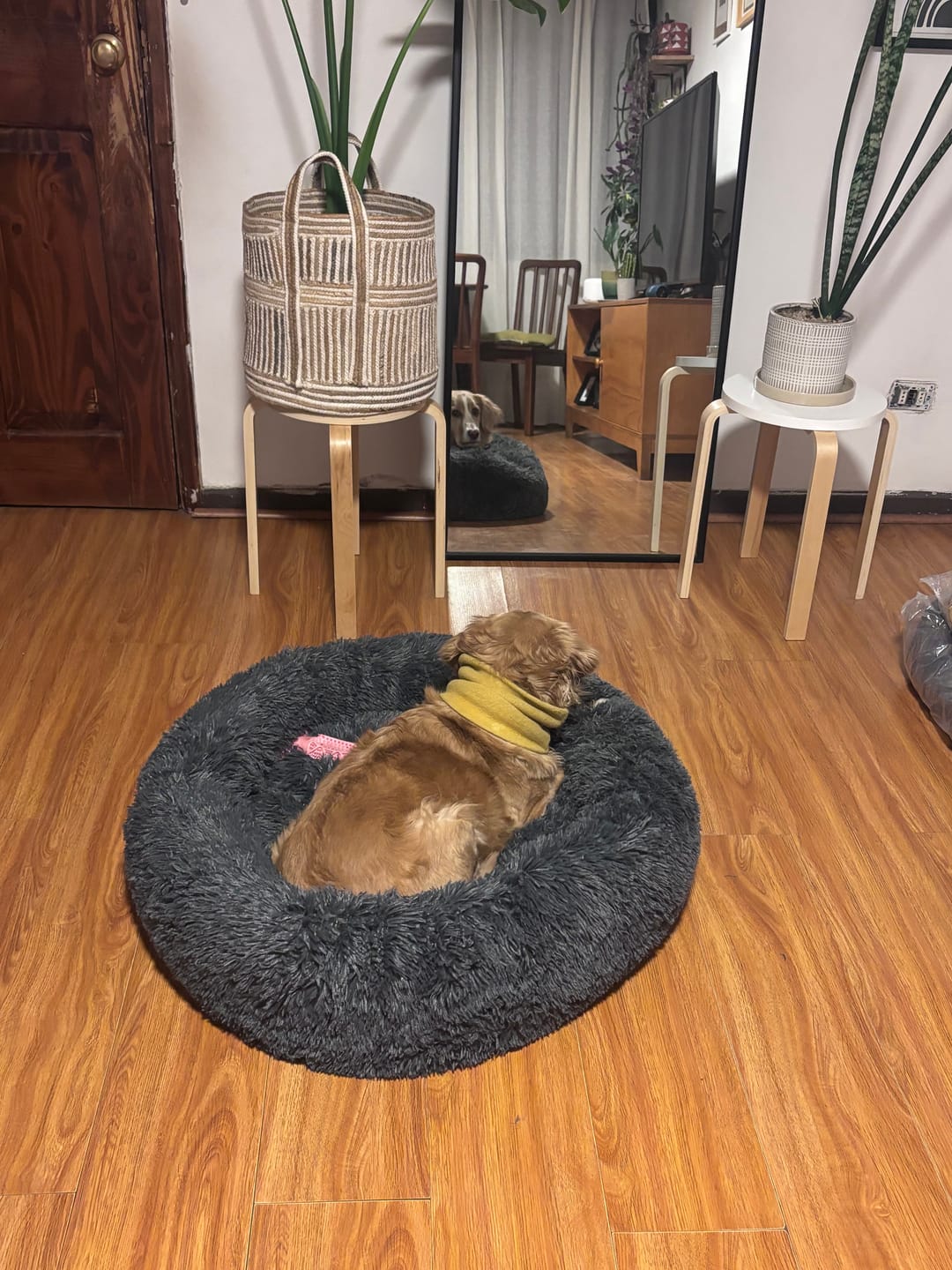 Customer photo review of Camita de Sillón Signature — Su lugar oficial en el sillón