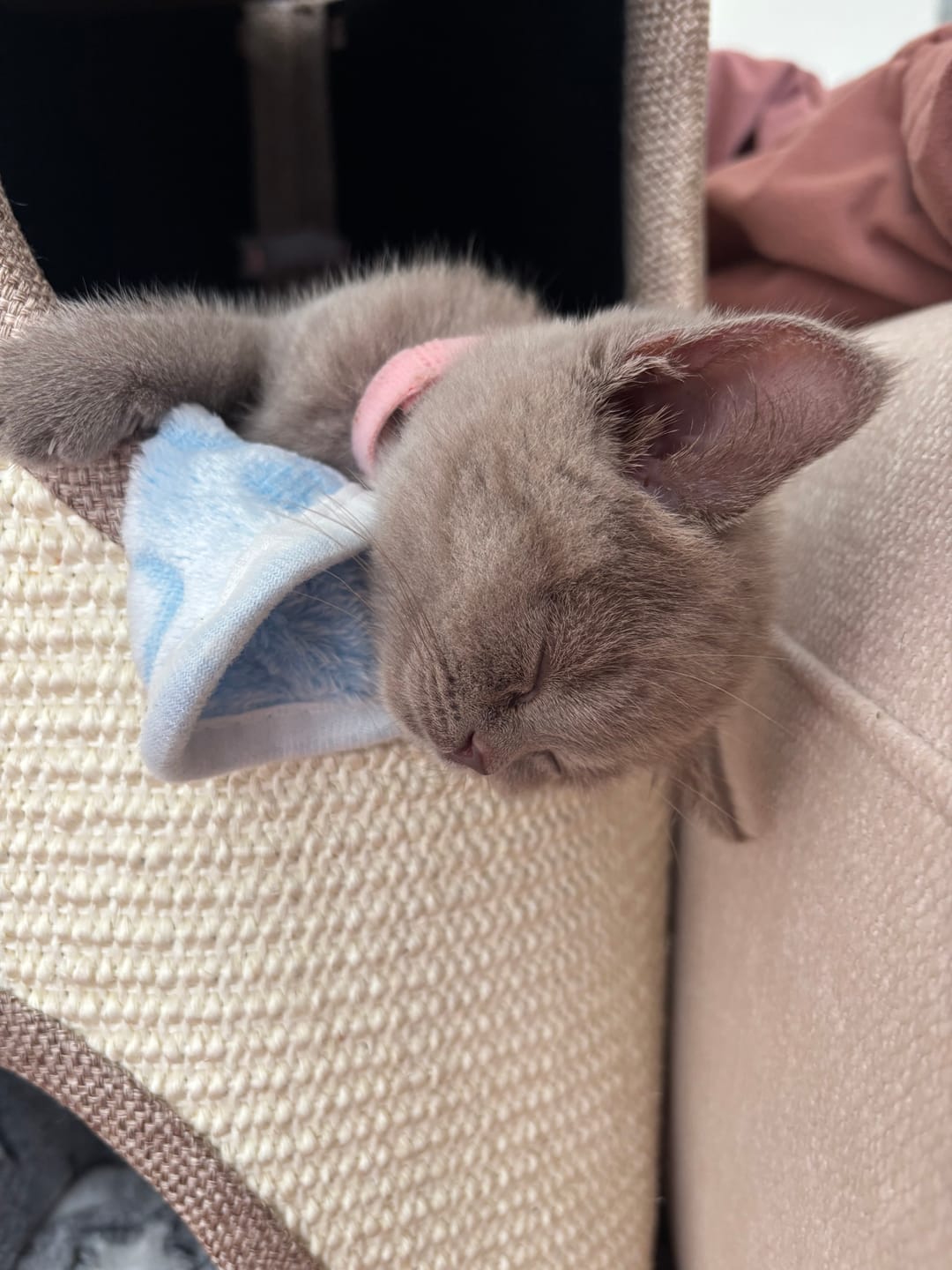 Customer photo review of Dual-Level Full Sisal Cat Condo Tower with Top Lounge