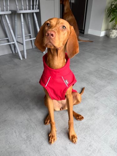 Customer photo review of Vimy & DryDogs Lightweight Waterproof Raincoat with Harness Hole Zip