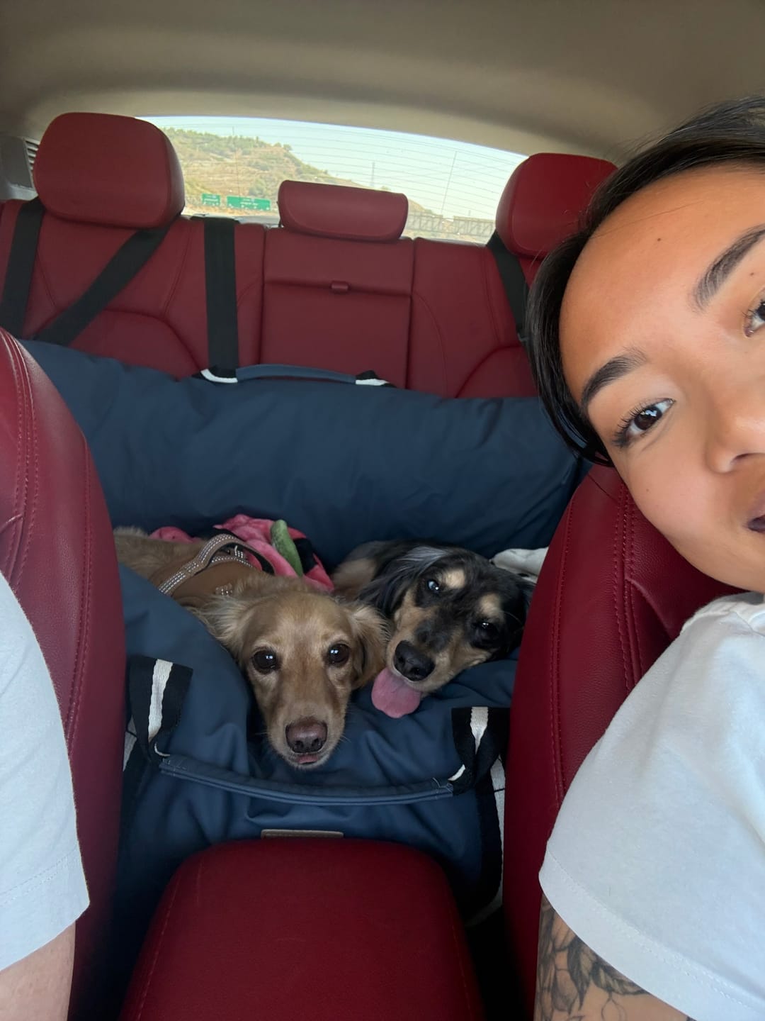 Customer photo review of Dog Dock V2 New & Improved LATCH / ISO FIX