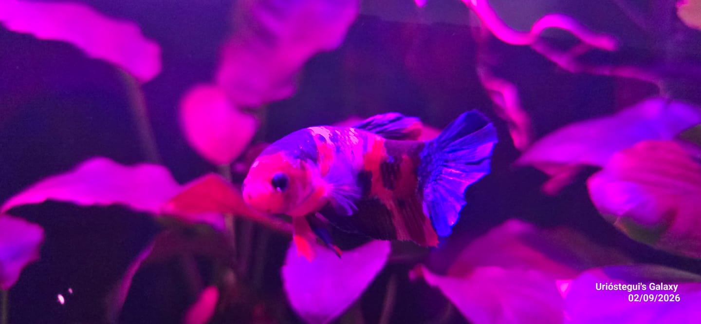 Customer photo review of Koi Nemo Black Base Female Betta Fish (Exotic Fish)