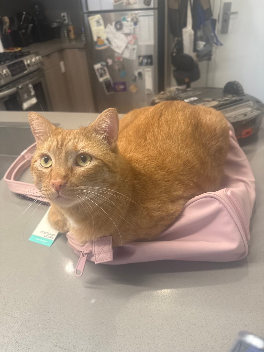Customer photo review of Cascade Tote - Compact