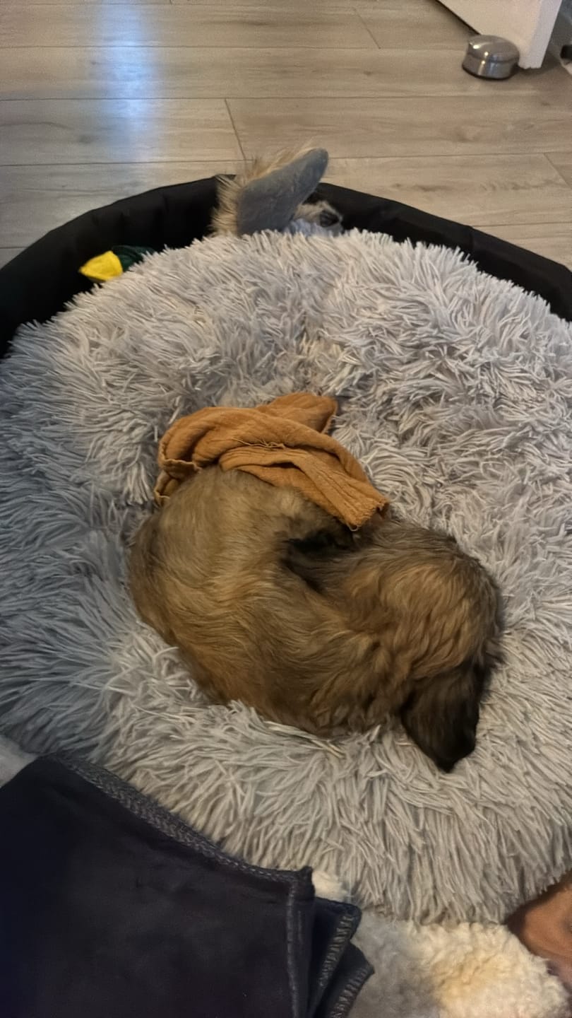 Customer photo review of Fluffy Donut Hundeseng, grå