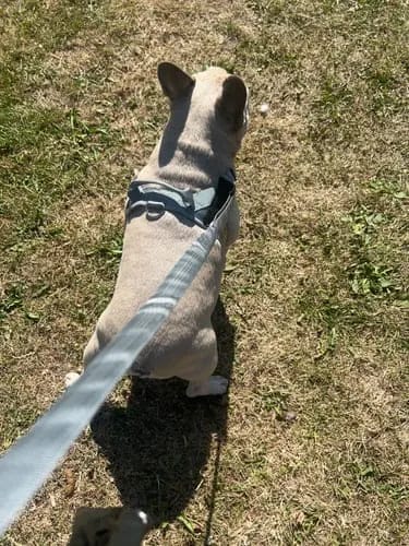 Customer photo review of Harnais pour chien anti-traction Dog Trotter™