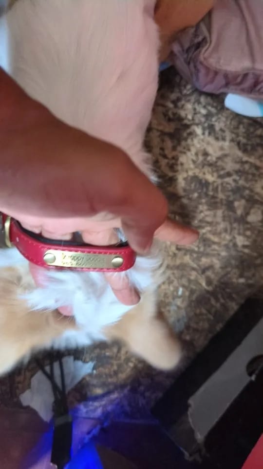 Customer photo review of Personalized dog collar, individually engraved PU leather dog collars, free engraving