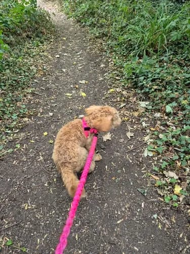 Customer photo review of Harnais pour chien anti-traction Dog Trotter™