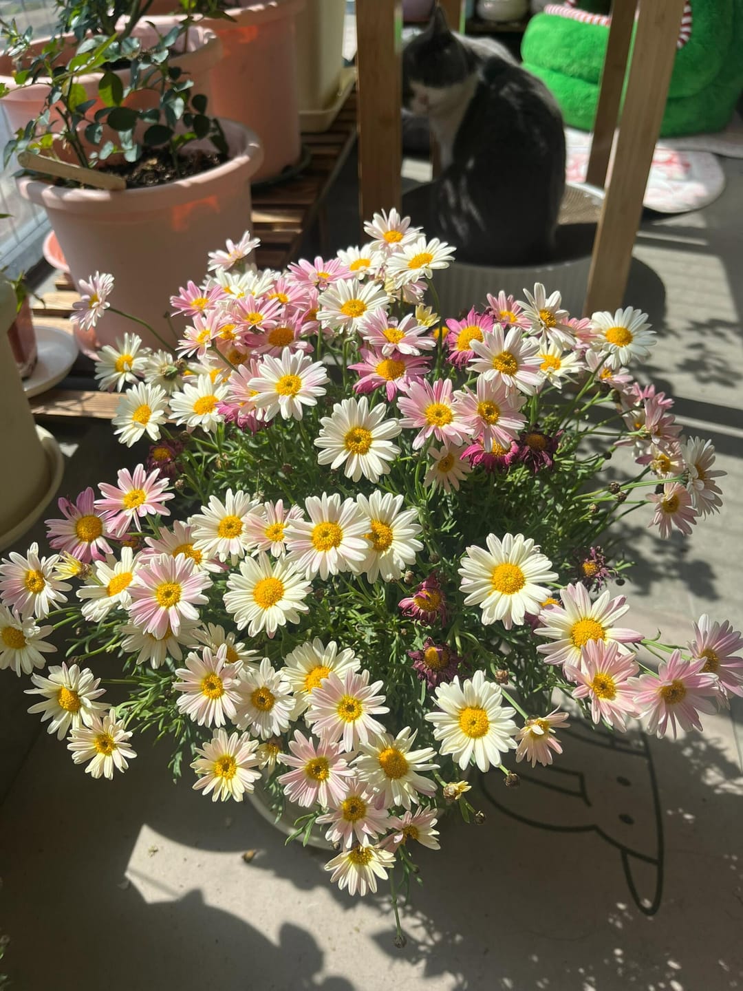 Customer photo review of FloraAcre Plantable Seed Calendar 2027