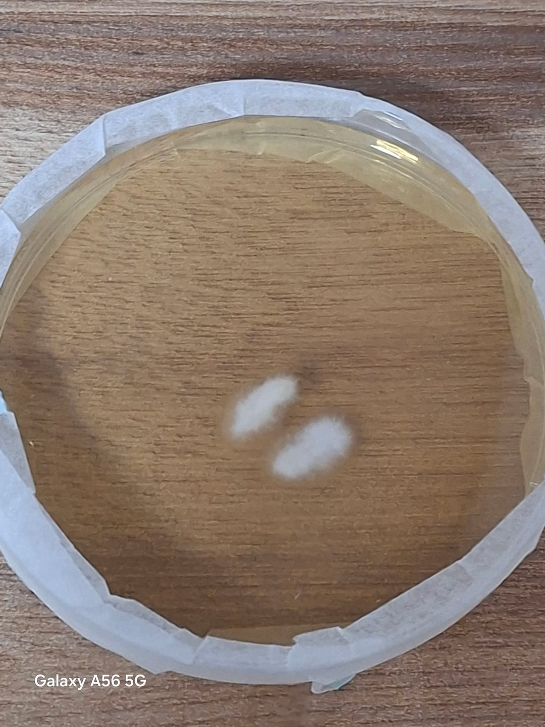 Customer photo review of Nährböden Pilz Agar nach Kimmig 5 Stück