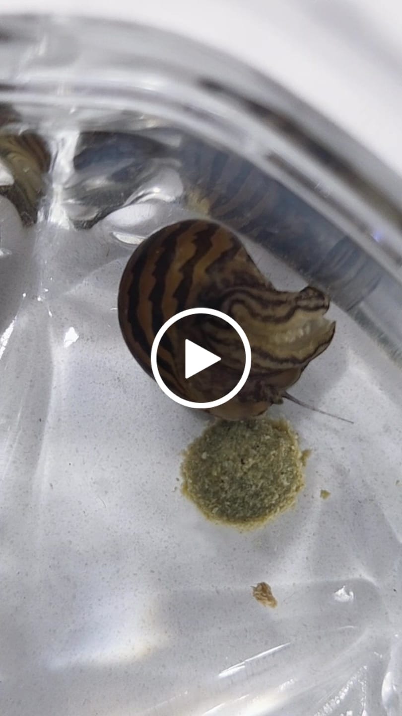 Customer video review of Nerite Snail Bundle | Saving Pack