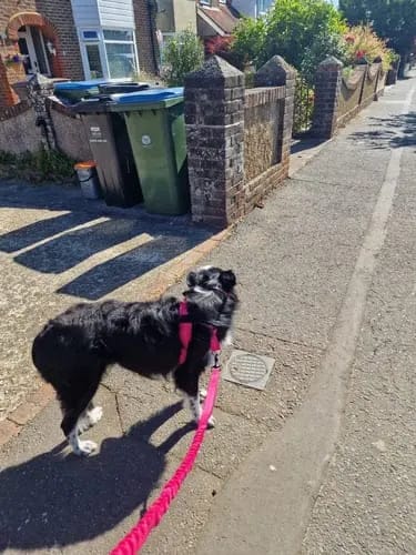 Customer photo review of Harnais pour chien anti-traction Dog Trotter™
