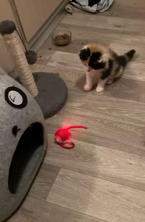Customer photo review of Purrlyn Zoomie Ball