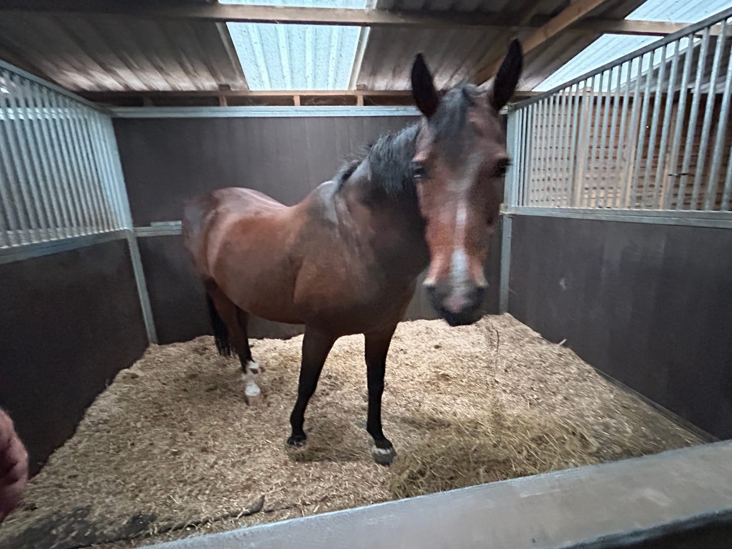 Customer photo review of Horse nutrition