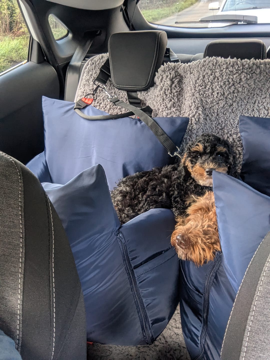Customer photo review of Travel Dog Pod - Now With IsoFix