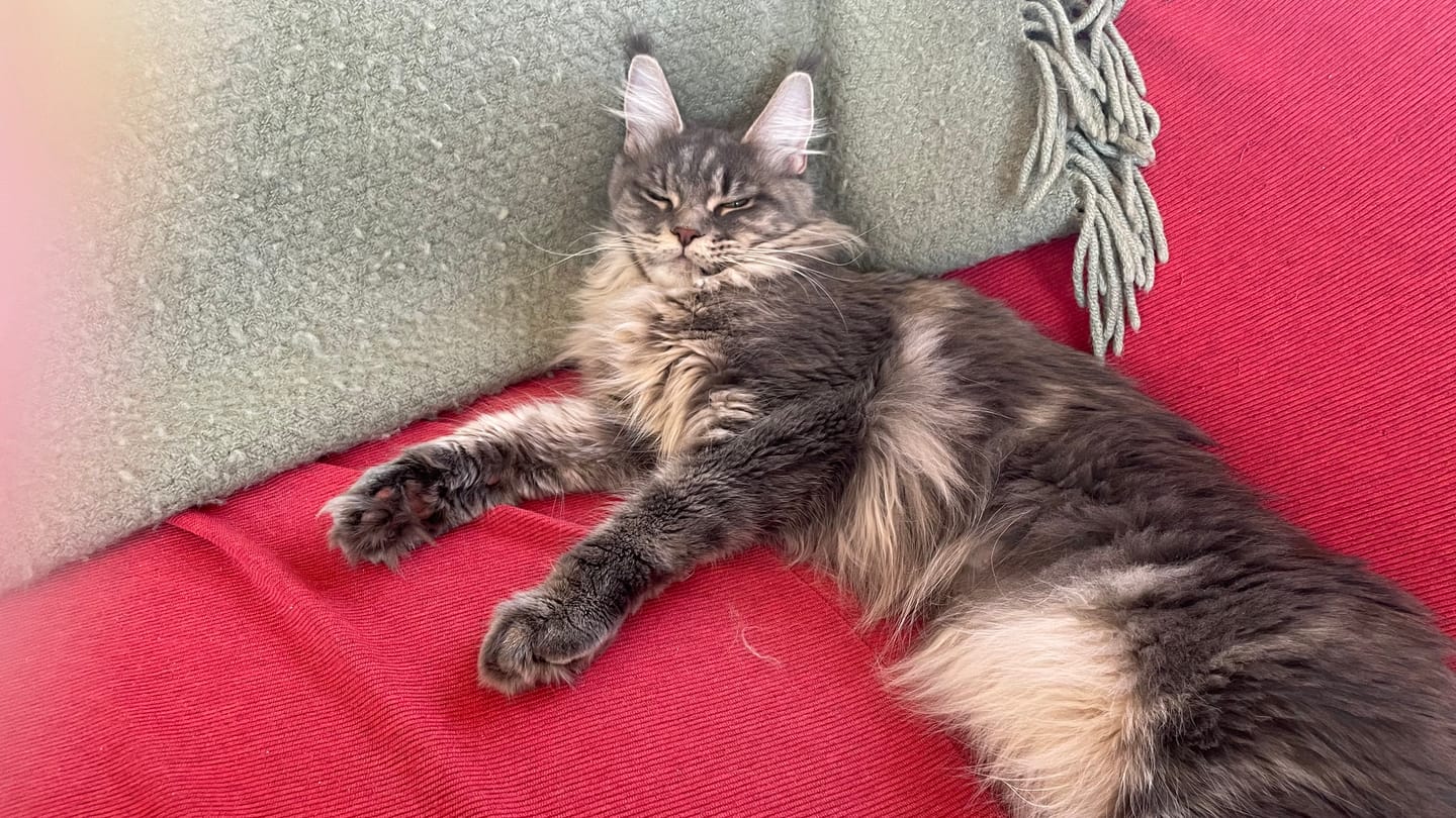 Customer photo review of Katzenstreu 2+1 Aktion