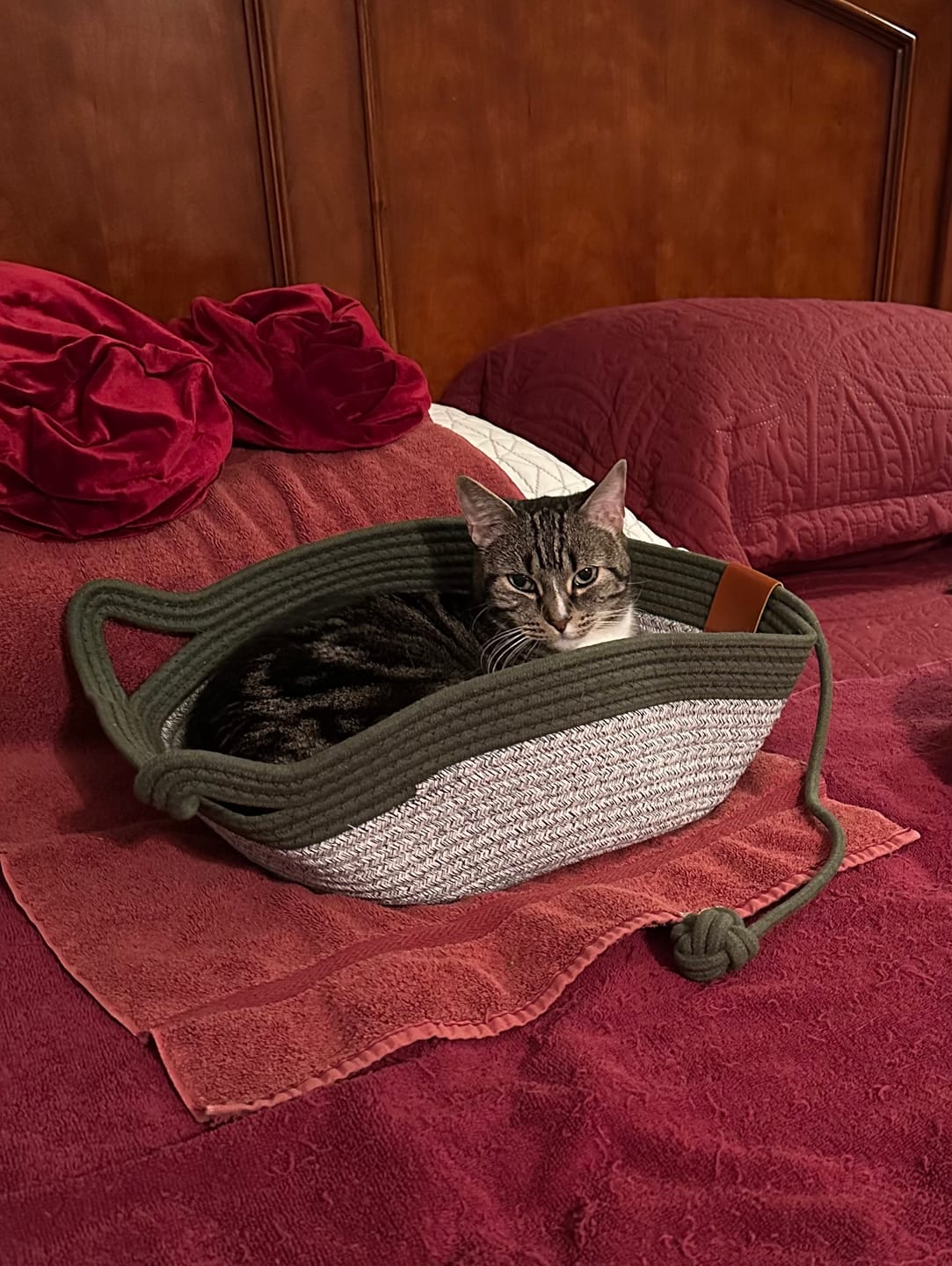 Customer photo review of Instinct Basket | Meet the first research-backed natural territory for indoor cats